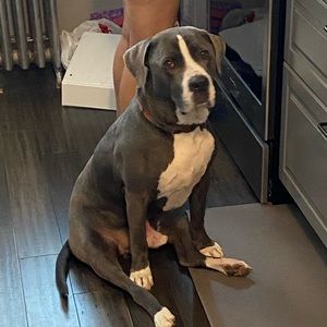 Meet your Posher, Justin